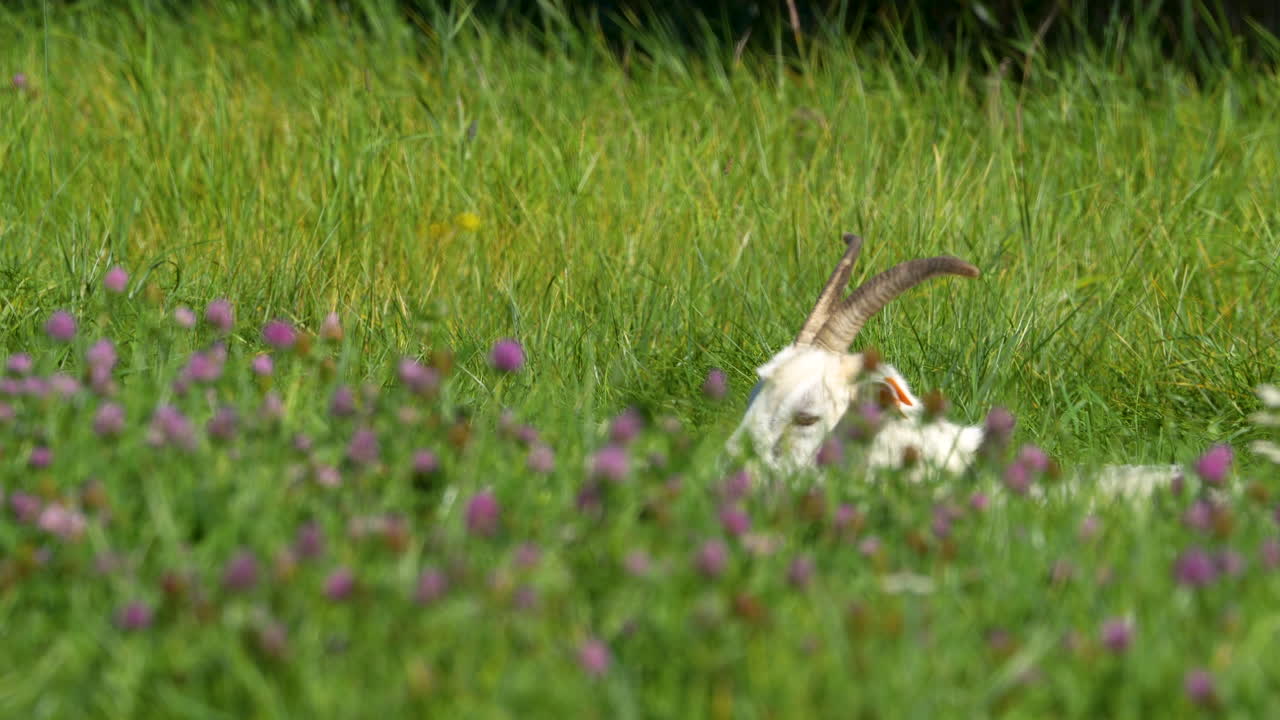 una cabra parcialmente oscurecida por la hierba alta y las flores silvestres, mezclándose con su entorno natural en un entorno rural pacífico