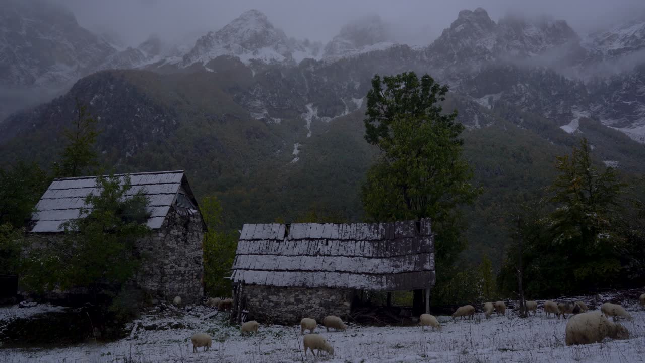 las ovejas pastan en el prado cubierto de nieve blanca cerca de la casa de piedra y se estancan en el pueblo alpino