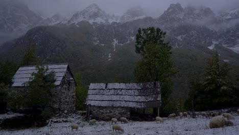 sheep graze on meadow covered on white snow near stone house and stall in alpine village