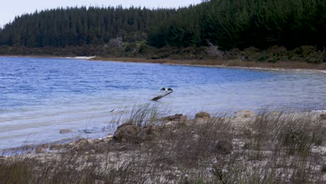 Wide-shot-of-Pied-Shag-on-a-log-at-Kai-Iwi-Lakes,-Kauri-Coast,-New-Zealand