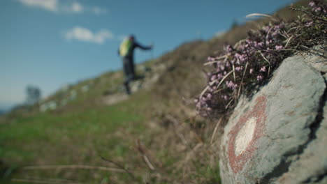 close up of a rock with a knafelc markation and small flowers covering it with light violet blooms in background is hiker in blur with a green backpack climbing up a hill