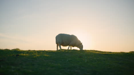 sun backlit woolly sheep grazes on a green field cloudless sky backdrop