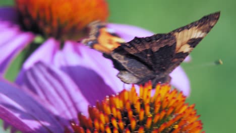 Small-tortoiseshell-butterfly-sits-on-purple-cone-flower-eating-pollen-and-pollinating-it