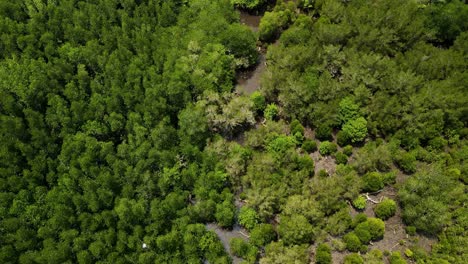 drone aéreo de manglares en tailandia
