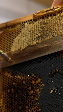 man cuts of the covers from honey combs using electric knife. getting ready the frames for honey extraction in the machine. vertical video