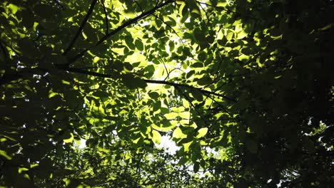 sun shine through the tree green leaves slow motion