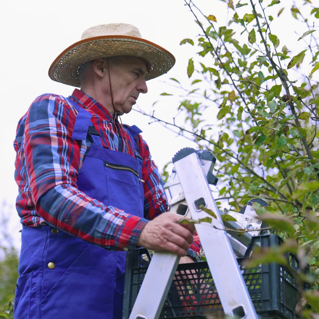 Apple harvesting by farmer from the tree. Picking juicy apples from tree branches