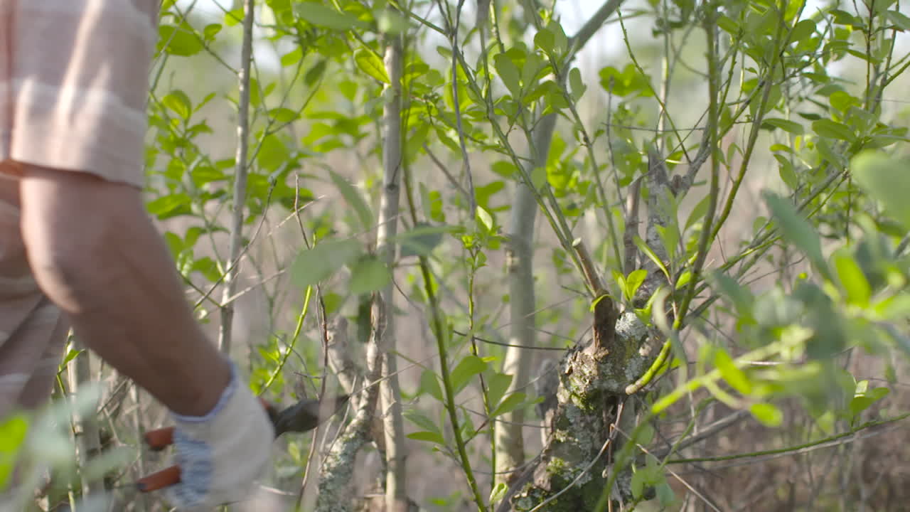 un agricultor poda ramas del árbol yerba mate en una plantación organizada