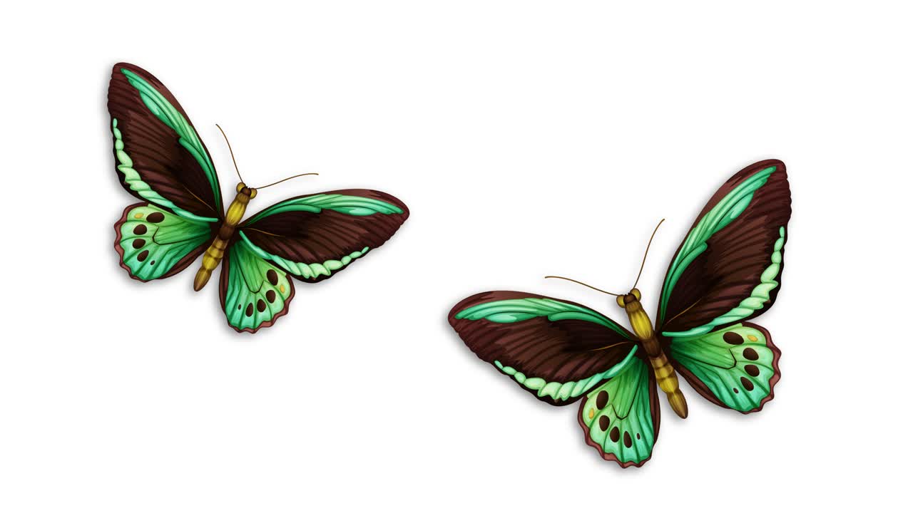Farfalle animate in varie fasi di volo