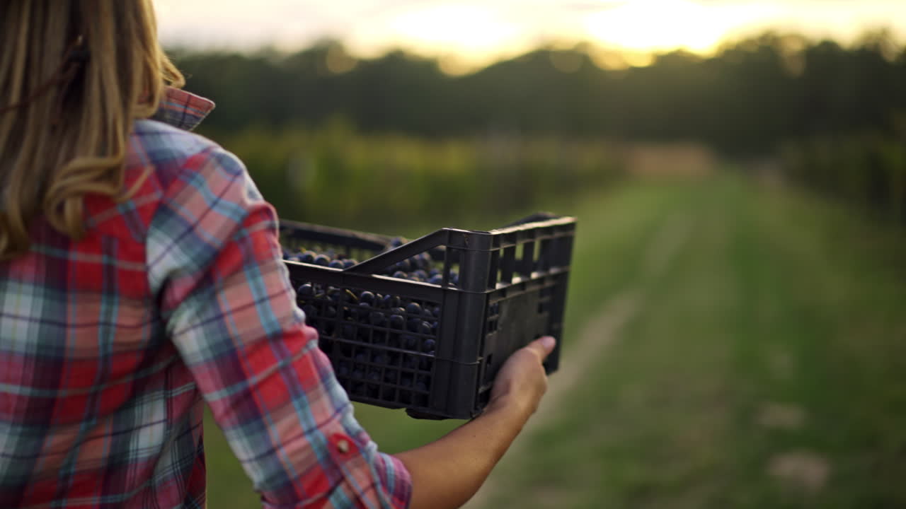 Harvesting Berries in the Field