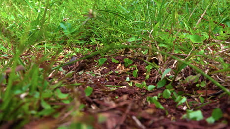 low-angle shot of an ant colony carrying green foliage to the nest in panama