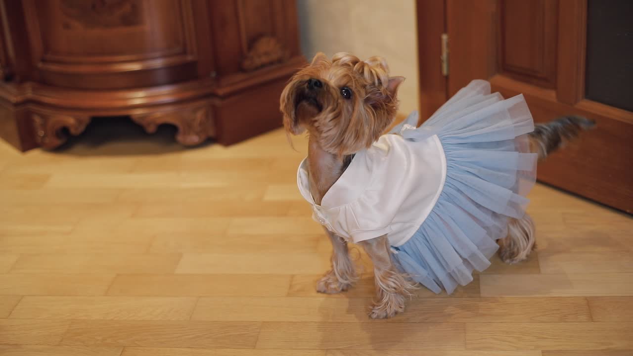 웃긴 옷을 입은 개 테리어