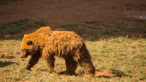 bear 01