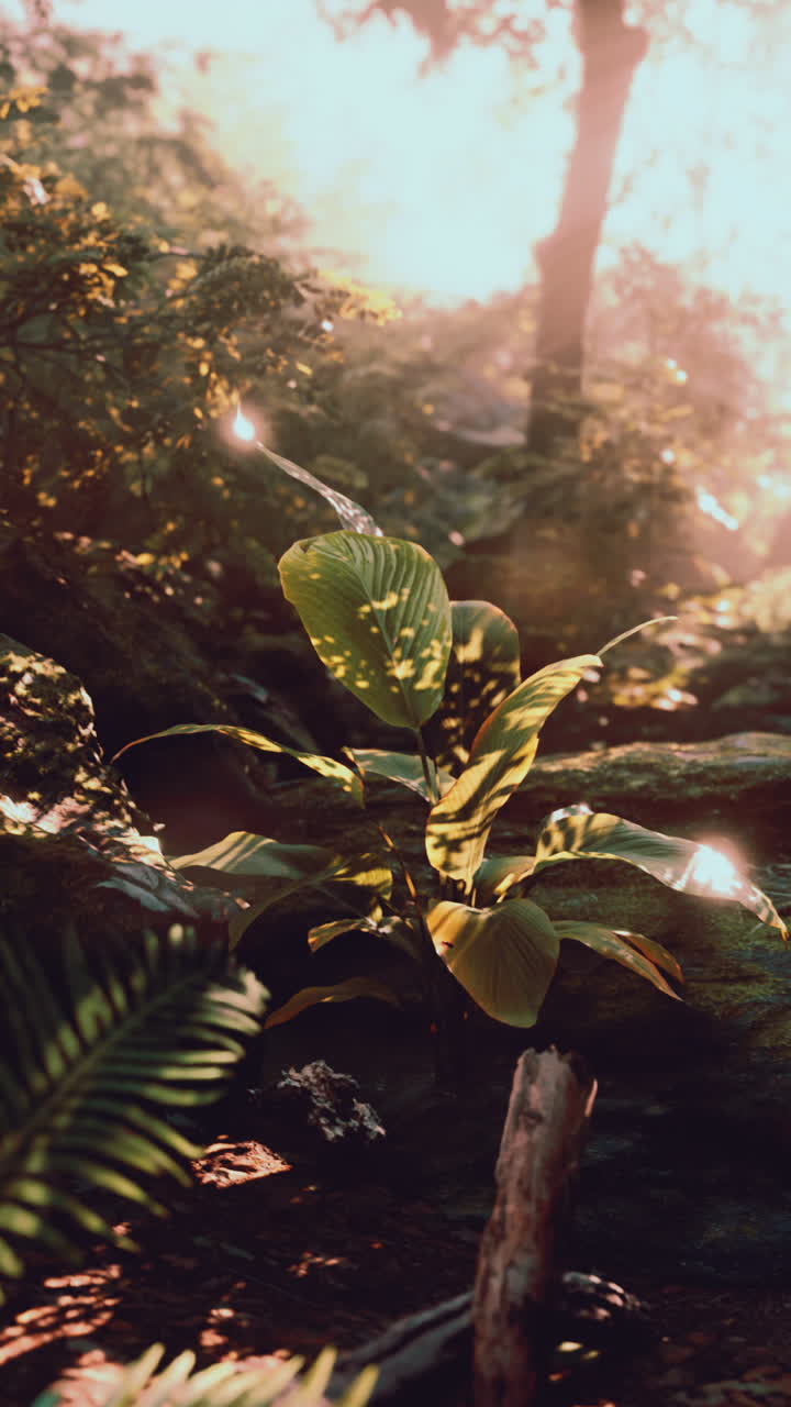 la luz del sol se filtra a través de los árboles en el bosque tropical