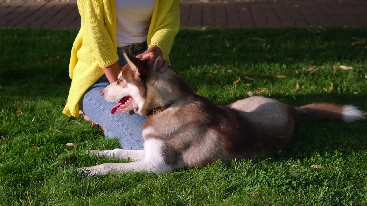 공원에서 허스키를 만지는 여자