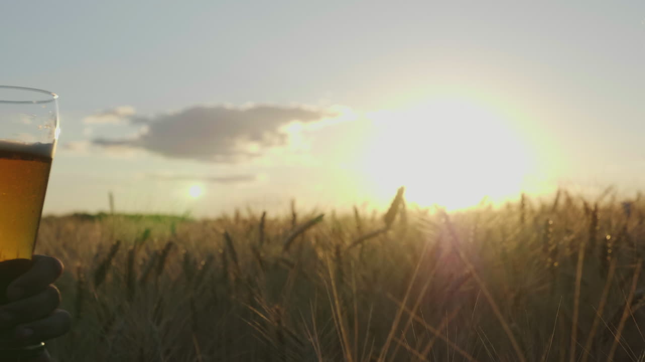 manos con vasos de cerveza tintinean vasos en el fondo de un campo de trigo