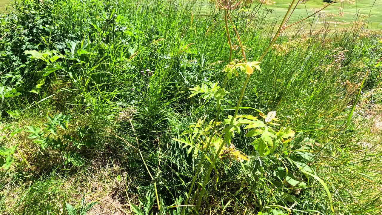 пышная зелень и желтые цветы летом