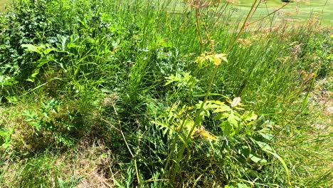 lush greenery and yellow flowers in summer