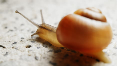 The yellow snail, carrying its intricate shell, moves at a gentle and unhurried pace, as if enjoying the journey and leaving a shining trail in its wake as it peacefully explores the world around it