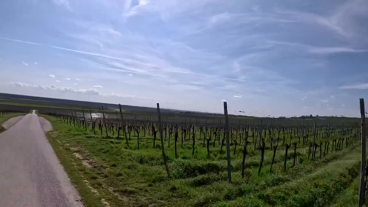 Vigneto panoramico in campagna e stradina di campagna in una regione vinicola.