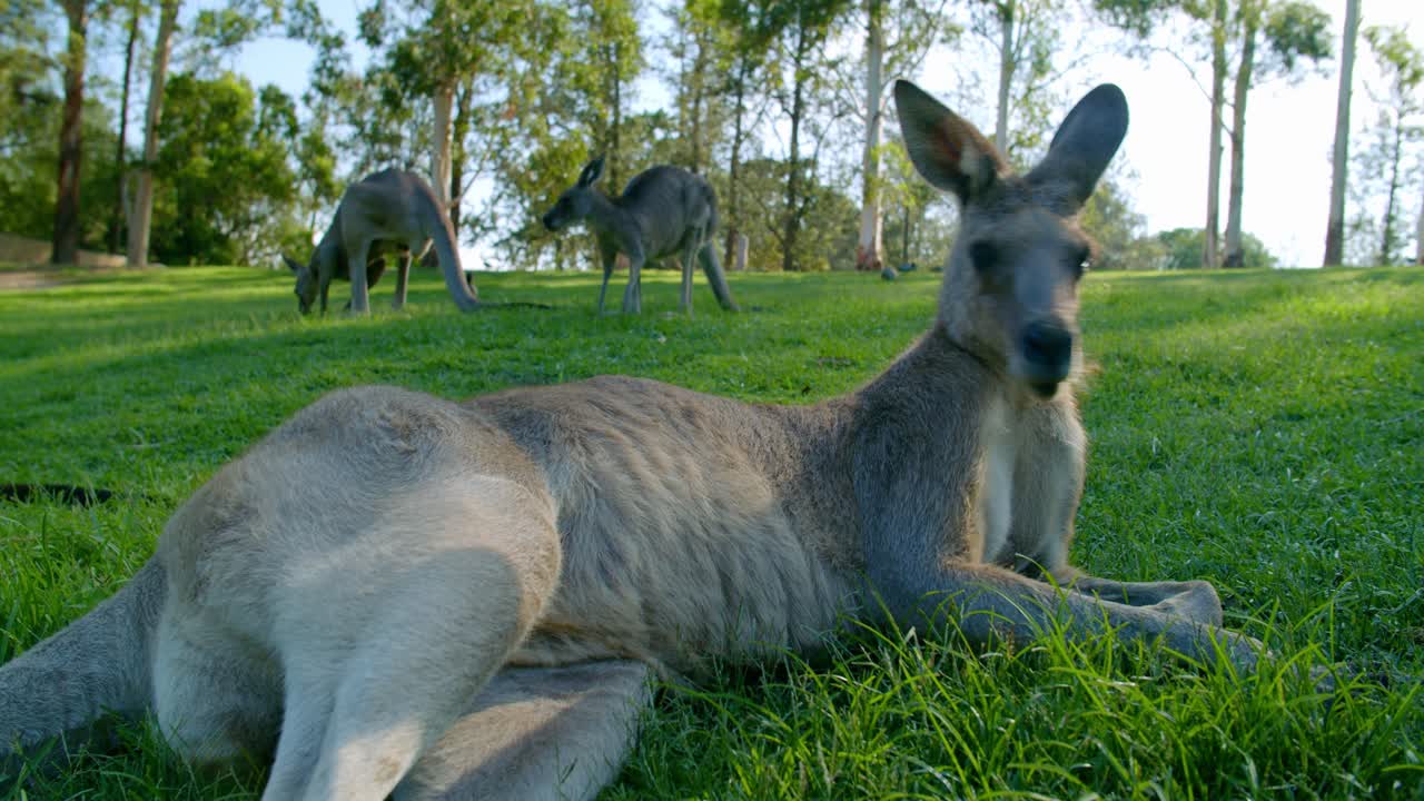 Wallaby Lying And Resting  On The Grass Field At Lone Pine Koala Sanctuary In Brisbane, Queensland - Closeup Shot