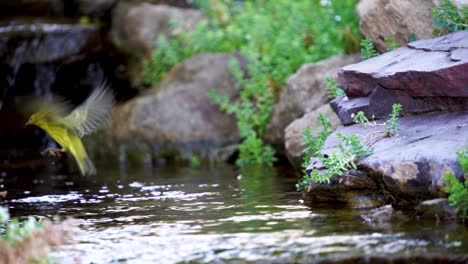 A-Yellow-Warbler-hops-and-and-flying-while-dipping-its-feet-in-a-cold-mountain-stream---slow-motion