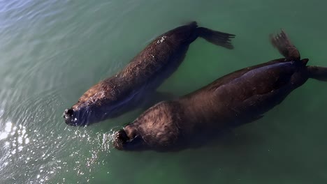 Leones-Marinos-Enfriándose-En-El-Agua-Cerca-De-La-Superficie,-Punta-Del-Este,-Uruguay