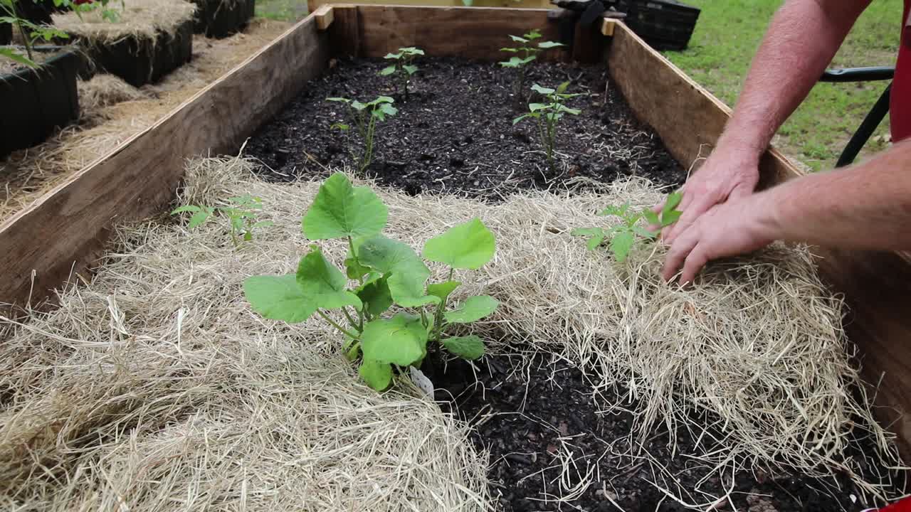plantar tomates en un jardín de lecho elevado usando heno como mantillo