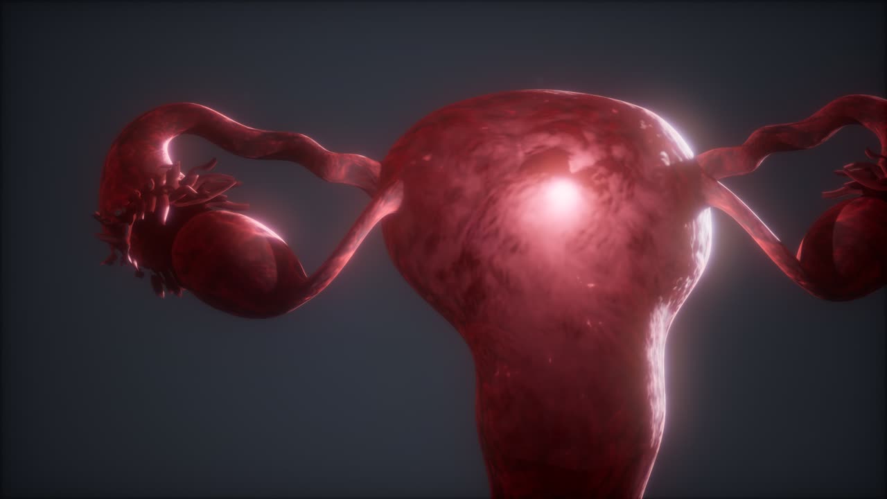 anatomía del sistema reproductivo femenino