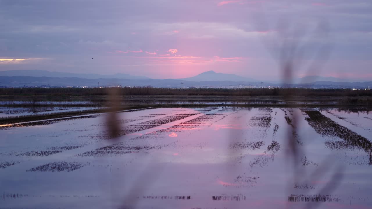 Sunset over a Rice Paddy