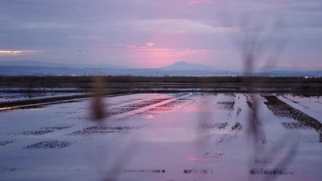 sunset over a rice paddy