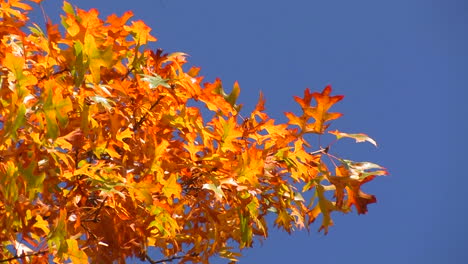 Los-Colores-Vivos-Del-Otoño-Iluminan-Los-árboles