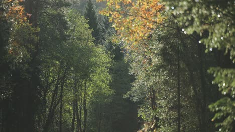 Un-Bosque-Otoñal-Oscuro-Y-Sombrío-Empapado-Por-La-Lluvia-Reciente,-Que-Muestra-La-Atmósfera-Cambiante-Y-Los-Colores-Ricos-Y-Húmedos-De-La-Temporada