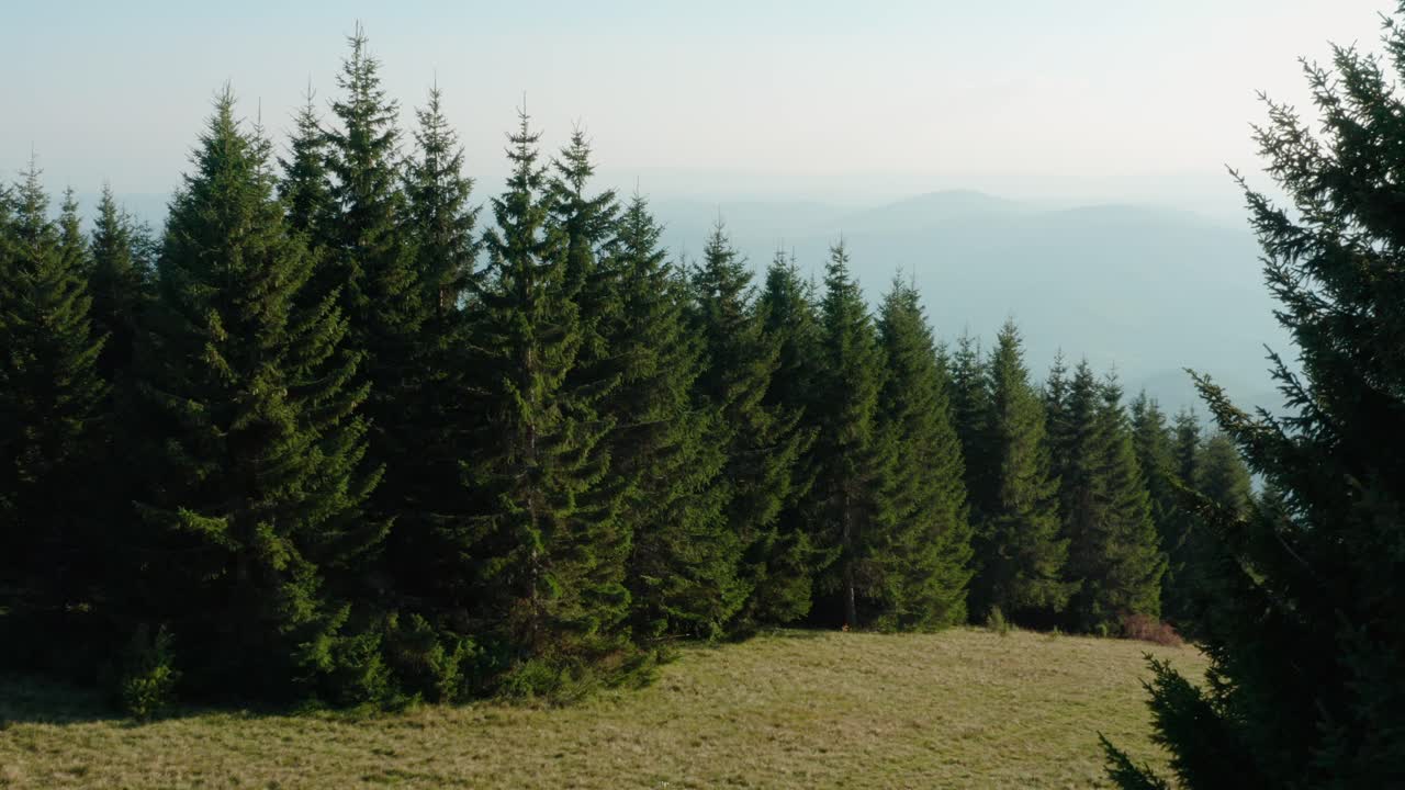 Remote pine tree forest on mountainside, cinematic rising aerial reveal