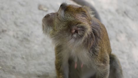 high angle view of monkey sitting on ground chewing, shallow depth of field