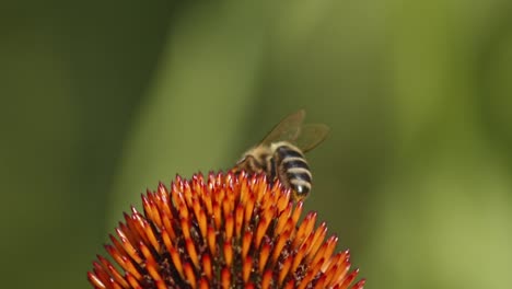 Vista-Trasera-De-Una-Abeja-Silvestre-Recogiendo-Polen-De-Una-Coneflower-Naranja-Contra-Un-Fondo-Verde-Borroso