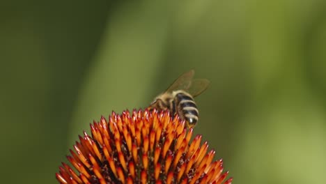 vista trasera de una abeja silvestre recolectando polen de una coneflower naranja contra un fondo borroso verde
