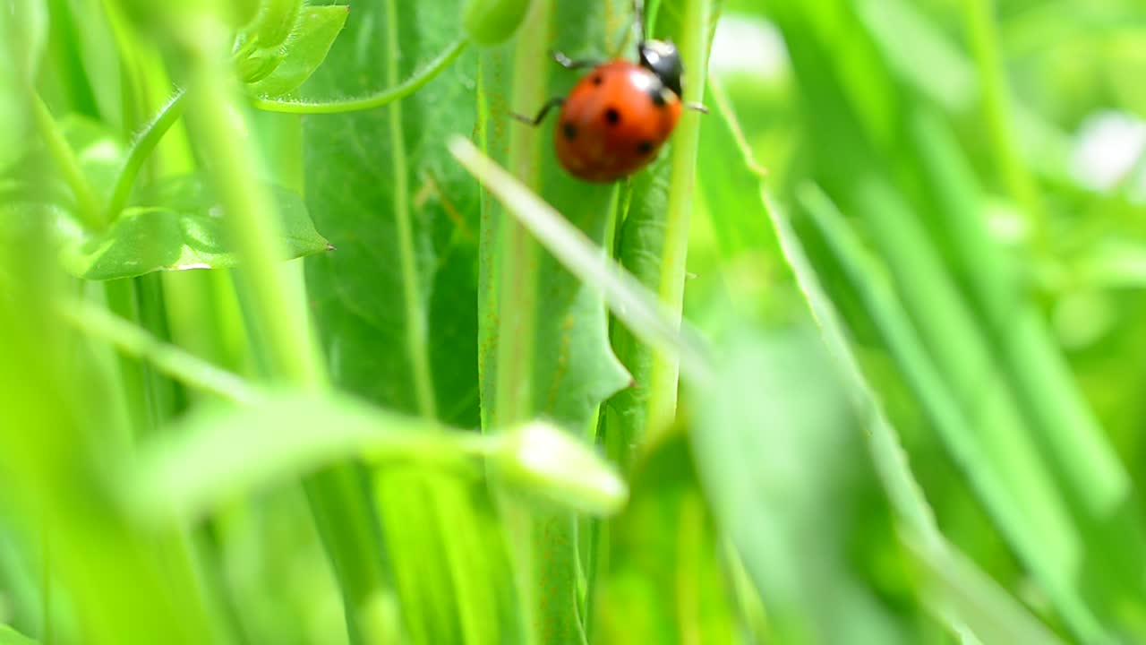 Ladybug against a grass. The ladybug creeps on a grass