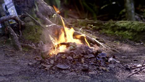 bonfire on sand in the jungle, amazone rain forest