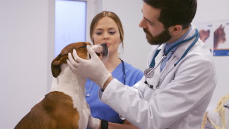 -Veterinario-Examinando-Al-Perro