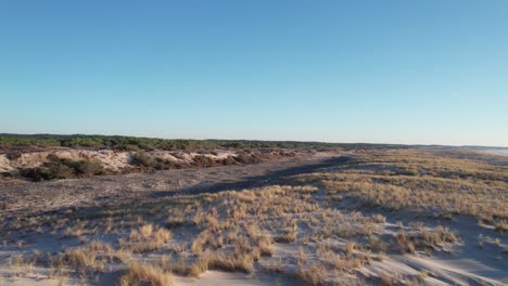 vasto paisaje de dunas de arena y exuberante bosque verde