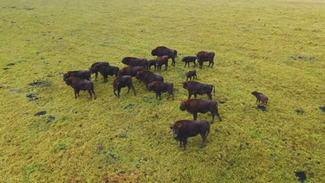 Aerial View of Bison Herd in a Grassland