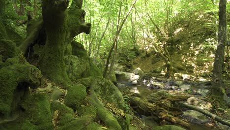 Moosige-Bäume-Und-Fließender-Bach-Im-Wald.