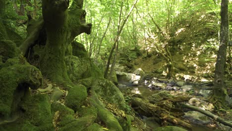árboles de musgo y un arroyo que fluye en el bosque.