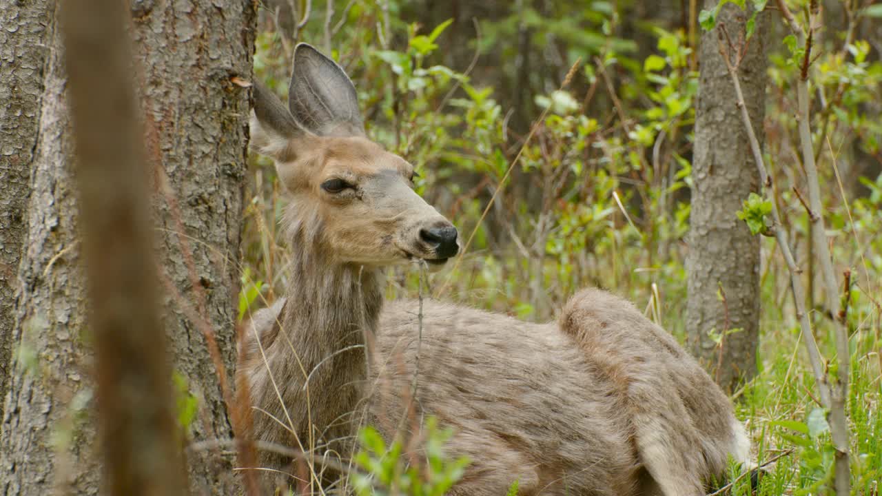 Cervo che rumina mentre si rilassa nel bosco.