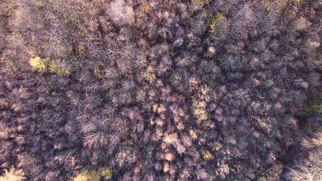 Leafless-forest-in-Europe,-natural-landscape