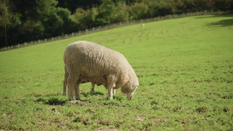 two woolly merino sheep under sunlight grazing green grass on mountain meadow in spacy ranch yard