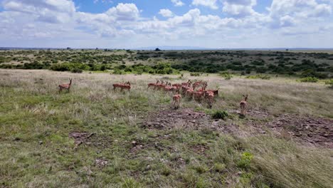 Manada-De-Ciervos-En-Sabana