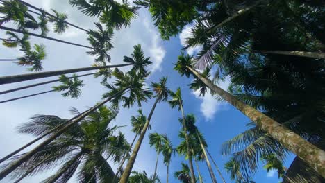 tropical palm trees reach towards a cloudy blue sky