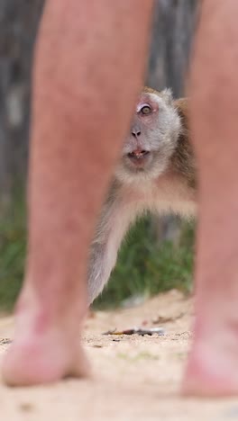 monkey explores among tourists on sandy beach